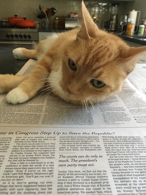 Kitty with NYT – Enjoying the Journey